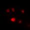 Spi-1 Proto-Oncogene antibody, orb393169, Biorbyt, Immunofluorescence image 