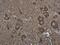 Microtubule Associated Protein 1B antibody, GTX133209, GeneTex, Immunohistochemistry paraffin image 