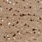 Histone Deacetylase 2 antibody, NBP1-87109, Novus Biologicals, Immunohistochemistry paraffin image 