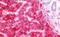 Fumarate Hydratase antibody, MBS248404, MyBioSource, Immunohistochemistry frozen image 