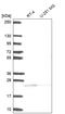 FAM228B antibody, HPA052598, Atlas Antibodies, Western Blot image 