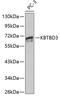 Kelch Repeat And BTB Domain Containing 3 antibody, 18-537, ProSci, Western Blot image 