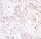 GAPDH antibody, A300-641A, Bethyl Labs, Immunohistochemistry frozen image 