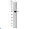 RUNX Family Transcription Factor 1 antibody, LS-C813576, Lifespan Biosciences, Western Blot image 