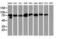 Signal Transducer And Activator Of Transcription 5A antibody, NBP2-00622, Novus Biologicals, Western Blot image 