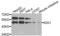 Indoleamine 2,3-Dioxygenase 1 antibody, LS-C331586, Lifespan Biosciences, Western Blot image 