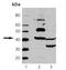 Actin Alpha 1, Skeletal Muscle antibody, ADI-CSA-400-F, Enzo Life Sciences, Western Blot image 