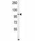 Aldehyde Dehydrogenase 1 Family Member L2 antibody, F41352-0.4ML, NSJ Bioreagents, Western Blot image 