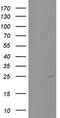 Prostaglandin E Synthase 3 antibody, LS-C789835, Lifespan Biosciences, Western Blot image 