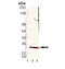 Proteasome Subunit Alpha 4 antibody, LS-C343784, Lifespan Biosciences, Western Blot image 