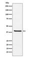 Arginase 2 antibody, M02244-1, Boster Biological Technology, Western Blot image 