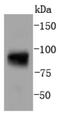 Signal Transducer And Activator Of Transcription 5A antibody, NBP2-67590, Novus Biologicals, Western Blot image 