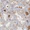 Inter-Alpha-Trypsin Inhibitor Heavy Chain 4 antibody, NBP1-81777, Novus Biologicals, Immunohistochemistry frozen image 