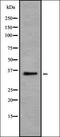 DNA Damage Inducible Transcript 4 antibody, orb337209, Biorbyt, Western Blot image 