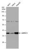 Aldo-keto reductase family 1 member C1 antibody, PA5-21672, Invitrogen Antibodies, Western Blot image 