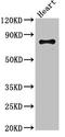 Engulfment And Cell Motility 2 antibody, LS-C677804, Lifespan Biosciences, Western Blot image 