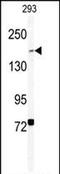 BCL6 Corepressor antibody, PA5-72514, Invitrogen Antibodies, Western Blot image 