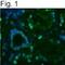 Lamin A/C antibody, MA1-06102, Invitrogen Antibodies, Immunofluorescence image 