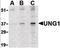 Uracil DNA Glycosylase antibody, orb87387, Biorbyt, Western Blot image 