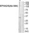 EPH Receptor A2 antibody, abx013006, Abbexa, Western Blot image 