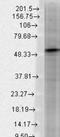 Gamma-Aminobutyric Acid Type A Receptor Beta3 Subunit antibody, NBP1-47613, Novus Biologicals, Western Blot image 