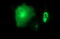 Matrix Metallopeptidase 13 antibody, LS-C797730, Lifespan Biosciences, Immunofluorescence image 