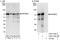 Interferon Regulatory Factor 2 Binding Protein 2 antibody, A303-190A, Bethyl Labs, Western Blot image 
