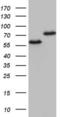 Heterogeneous Nuclear Ribonucleoprotein L antibody, LS-C339644, Lifespan Biosciences, Western Blot image 