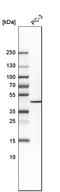 SOX7 antibody, HPA009065, Atlas Antibodies, Western Blot image 