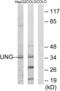 Uracil DNA Glycosylase antibody, LS-C118781, Lifespan Biosciences, Western Blot image 