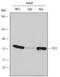 Fli-1 Proto-Oncogene, ETS Transcription Factor antibody, AF6474, R&D Systems, Western Blot image 