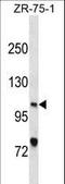 XPC Complex Subunit, DNA Damage Recognition And Repair Factor antibody, LS-C157041, Lifespan Biosciences, Western Blot image 