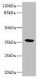 Bone Marrow Stromal Cell Antigen 1 antibody, orb41355, Biorbyt, Western Blot image 