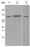 SPT16 Homolog, Facilitates Chromatin Remodeling Subunit antibody, ab108960, Abcam, Western Blot image 
