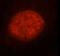 RNA Binding Motif Protein 15 antibody, FNab07163, FineTest, Immunofluorescence image 