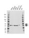 SET Nuclear Proto-Oncogene antibody, VMA00620, Bio-Rad (formerly AbD Serotec) , Western Blot image 