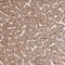 3-Phosphoinositide Dependent Protein Kinase 1 antibody, NBP2-48631, Novus Biologicals, Immunohistochemistry paraffin image 