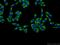 Platelet Derived Growth Factor Receptor Like antibody, 16217-1-AP, Proteintech Group, Immunofluorescence image 