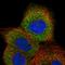 GTP Binding Protein 2 antibody, HPA031419, Atlas Antibodies, Immunofluorescence image 