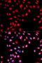 c-met antibody, MBS125656, MyBioSource, Immunofluorescence image 