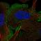 Transmembrane Protein 222 antibody, NBP2-13449, Novus Biologicals, Immunocytochemistry image 