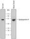 SRBC antibody, AF6575, R&D Systems, Western Blot image 