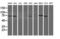 Negative Regulator Of Ubiquitin Like Proteins 1 antibody, LS-C175173, Lifespan Biosciences, Western Blot image 