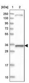 Mitochondrial Ribosomal Protein L44 antibody, PA5-58271, Invitrogen Antibodies, Western Blot image 