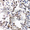 Inhibitor Of DNA Binding 3, HLH Protein antibody, A5375, ABclonal Technology, Immunohistochemistry paraffin image 