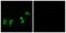 Olfactory receptor 8G2 antibody, PA5-39860, Invitrogen Antibodies, Immunofluorescence image 