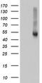Ribonuclease inhibitor antibody, TA501965, Origene, Western Blot image 