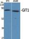 GIT ArfGAP 1 antibody, A02140-1, Boster Biological Technology, Western Blot image 