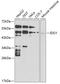 Indoleamine 2,3-Dioxygenase 1 antibody, 16-453, ProSci, Western Blot image 