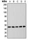 CCAAT Enhancer Binding Protein Alpha antibody, MBS821729, MyBioSource, Western Blot image 
